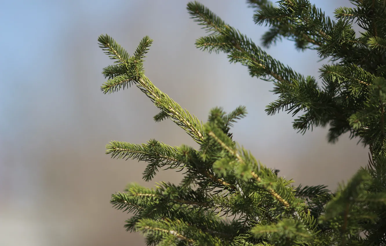 Photo wallpaper needles, background, spruce