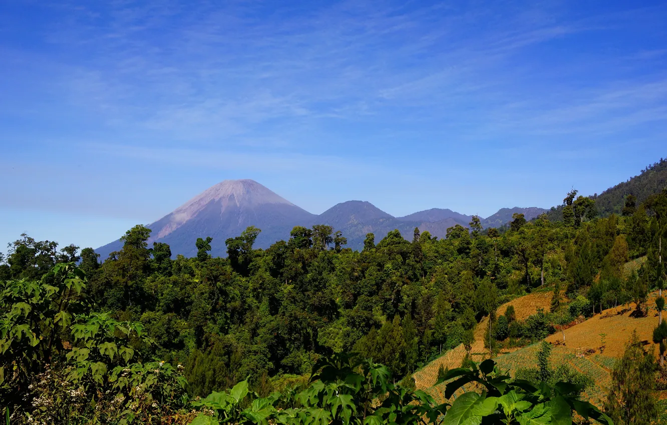 Photo wallpaper trees, mountains, slope