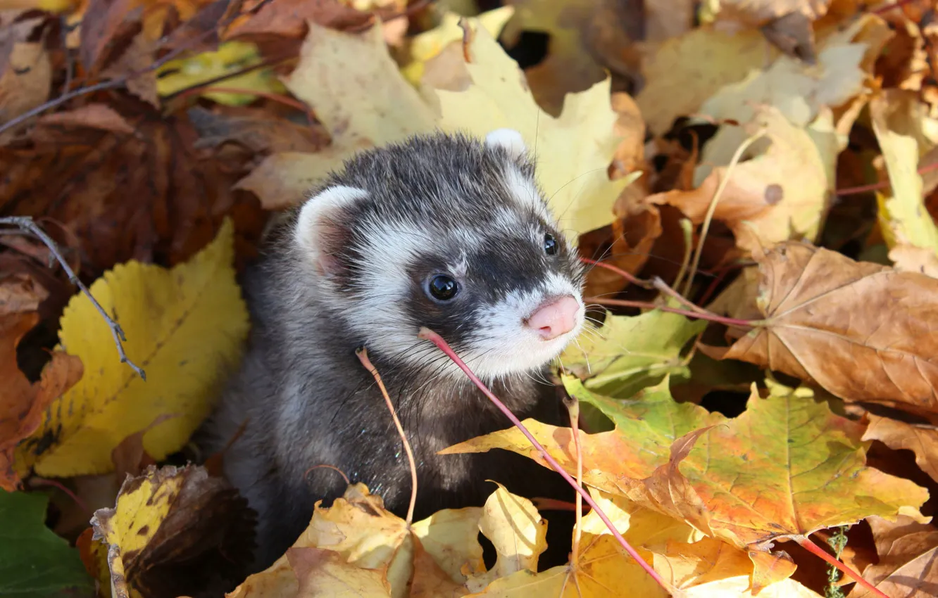 Photo wallpaper autumn, leaves, muzzle, Freda, ferret