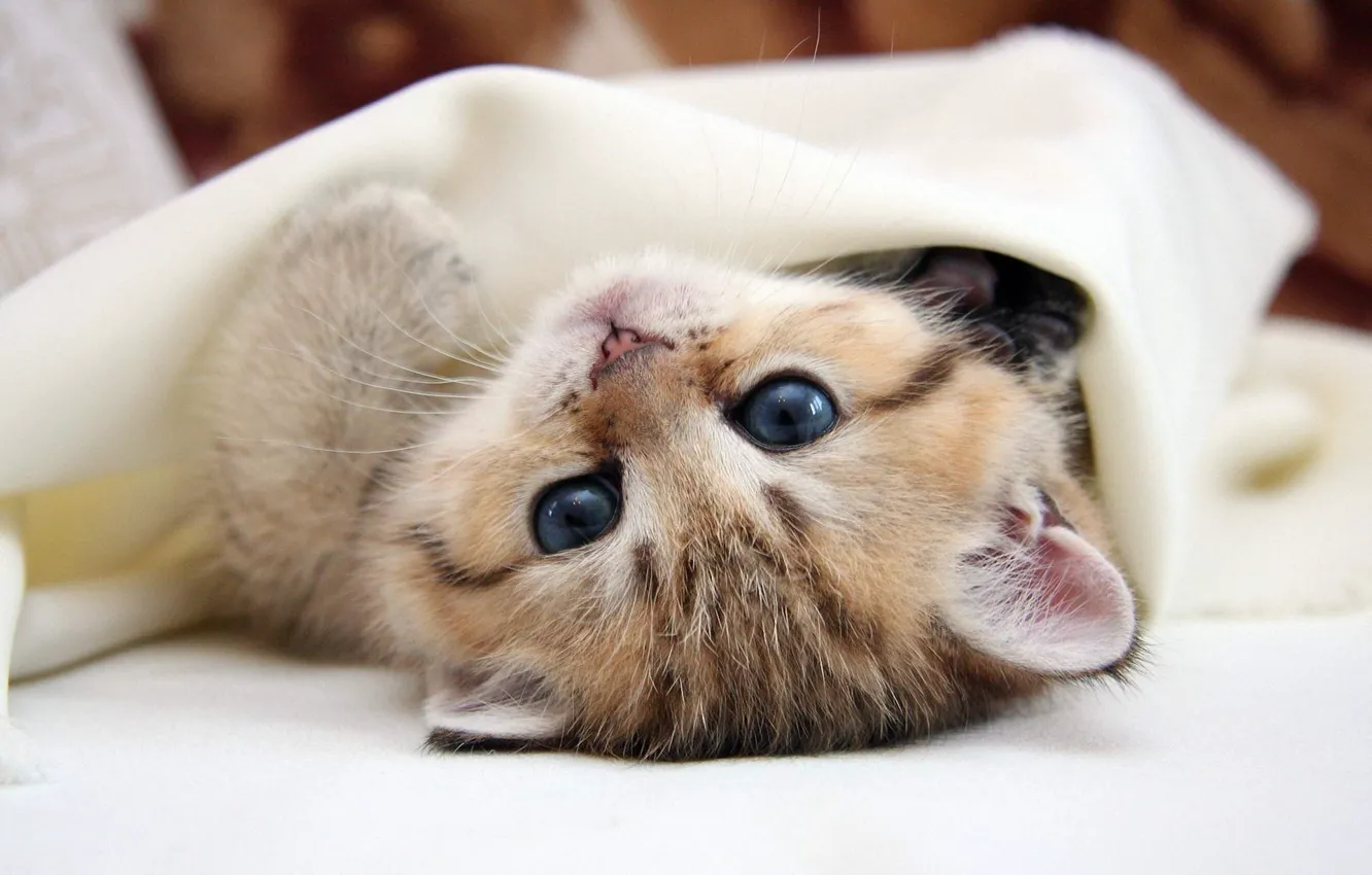 Photo wallpaper cat, eyes, cat, kitty, lies, blue eyes, kitty, friendly