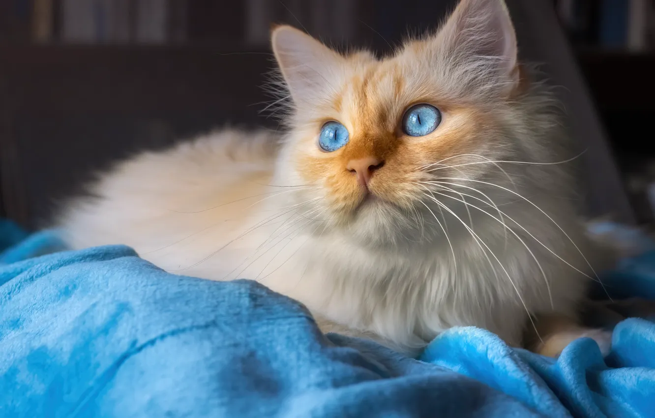 Photo wallpaper cat, cat, look, face, blue, portrait, blanket, plaid