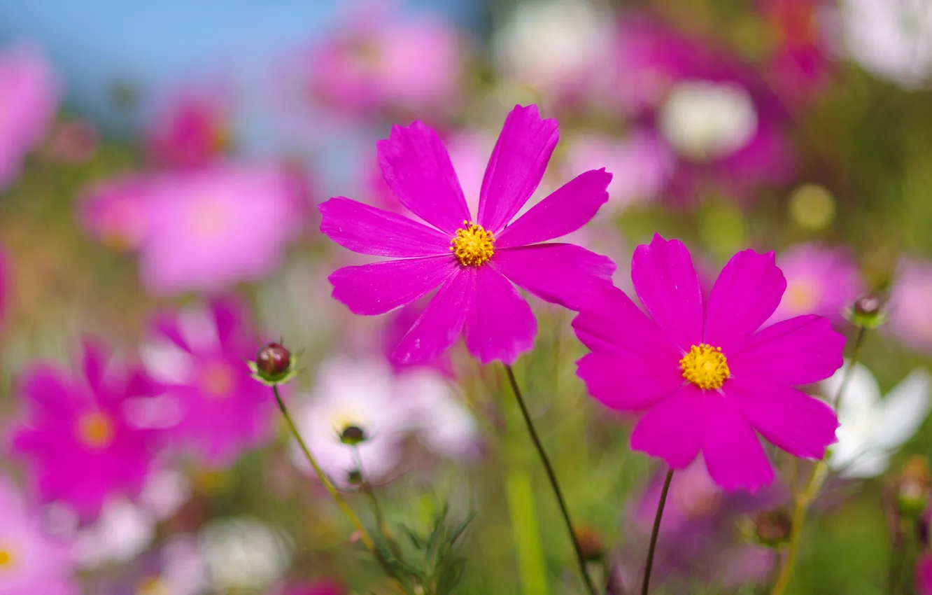 Photo wallpaper field, summer, flowers, background, glade, bright, petals, pink