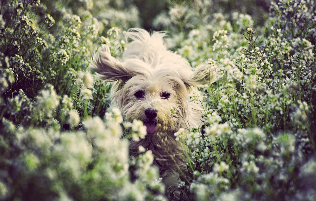 Photo wallpaper joy, flowers, mood, dog, doggie, The Coton de Tulear