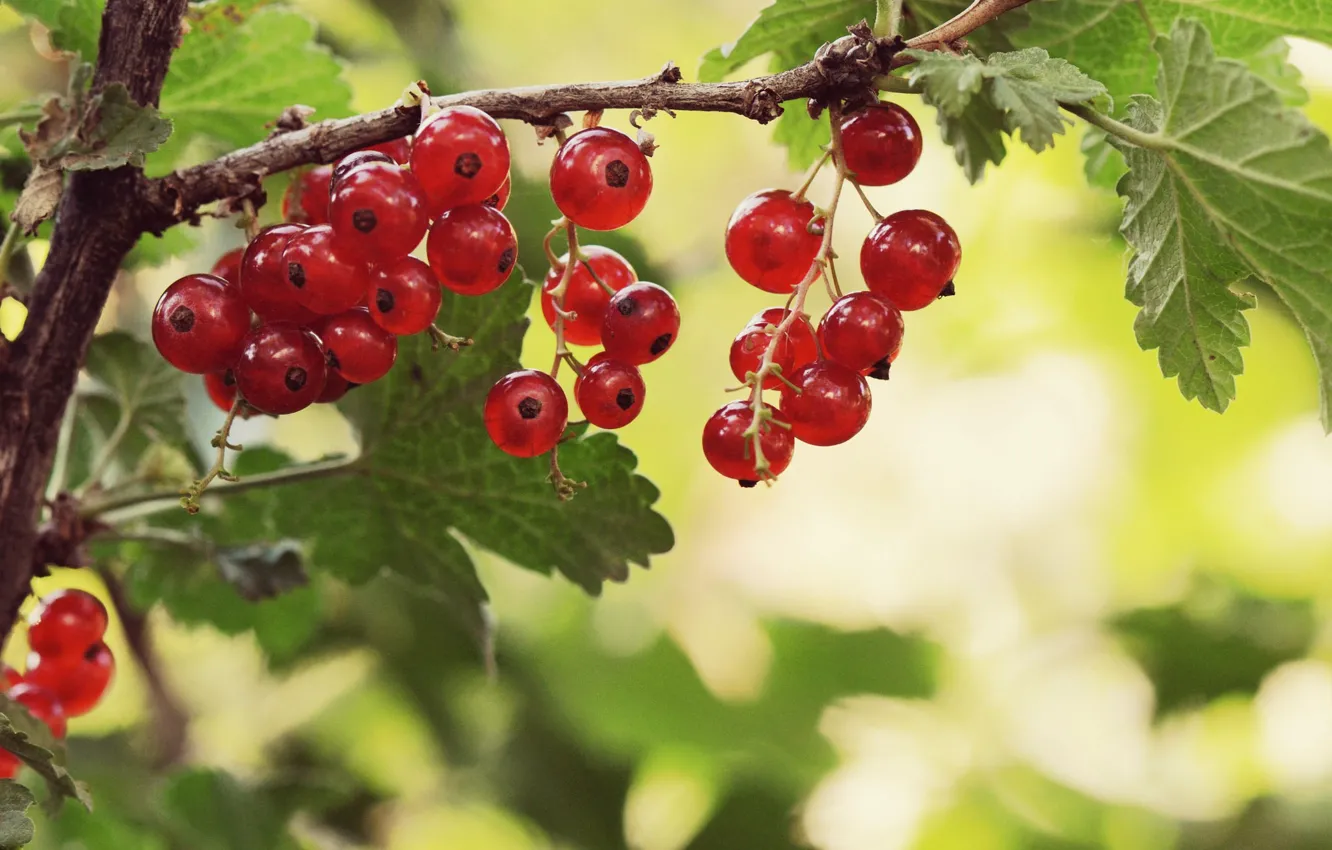 Photo wallpaper berries, the bushes, currants