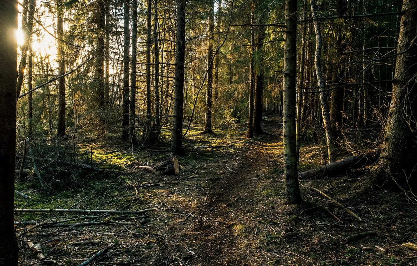 Photo wallpaper trees, branches, dawn, morning, Forest