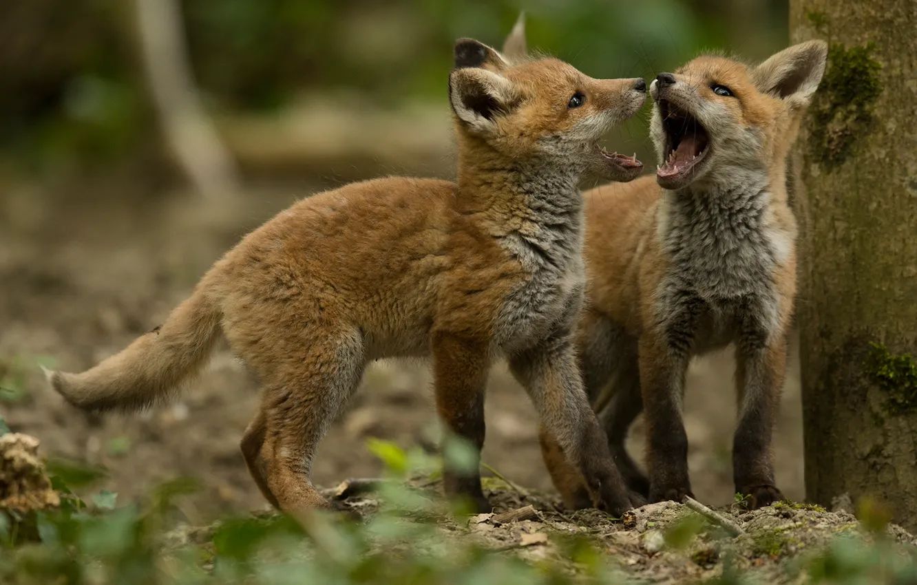 Photo wallpaper forest, look, leaves, trees, branches, pose, each, the game