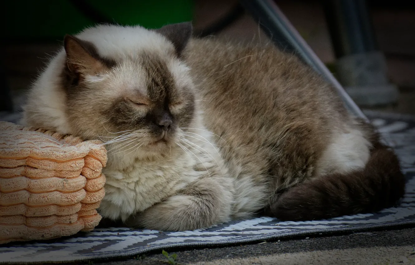 Photo wallpaper pillow, sleep, fluffy cat, on the carpet