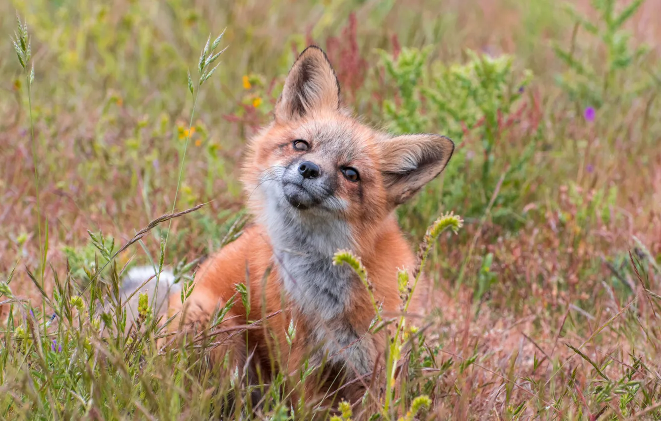 Photo wallpaper grass, Fox, red, Fox