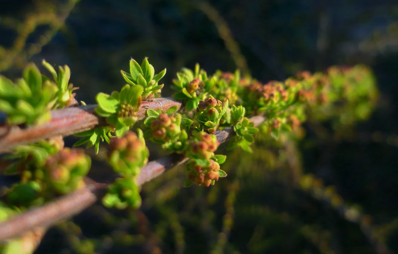 Photo wallpaper macro, nature, Belarus
