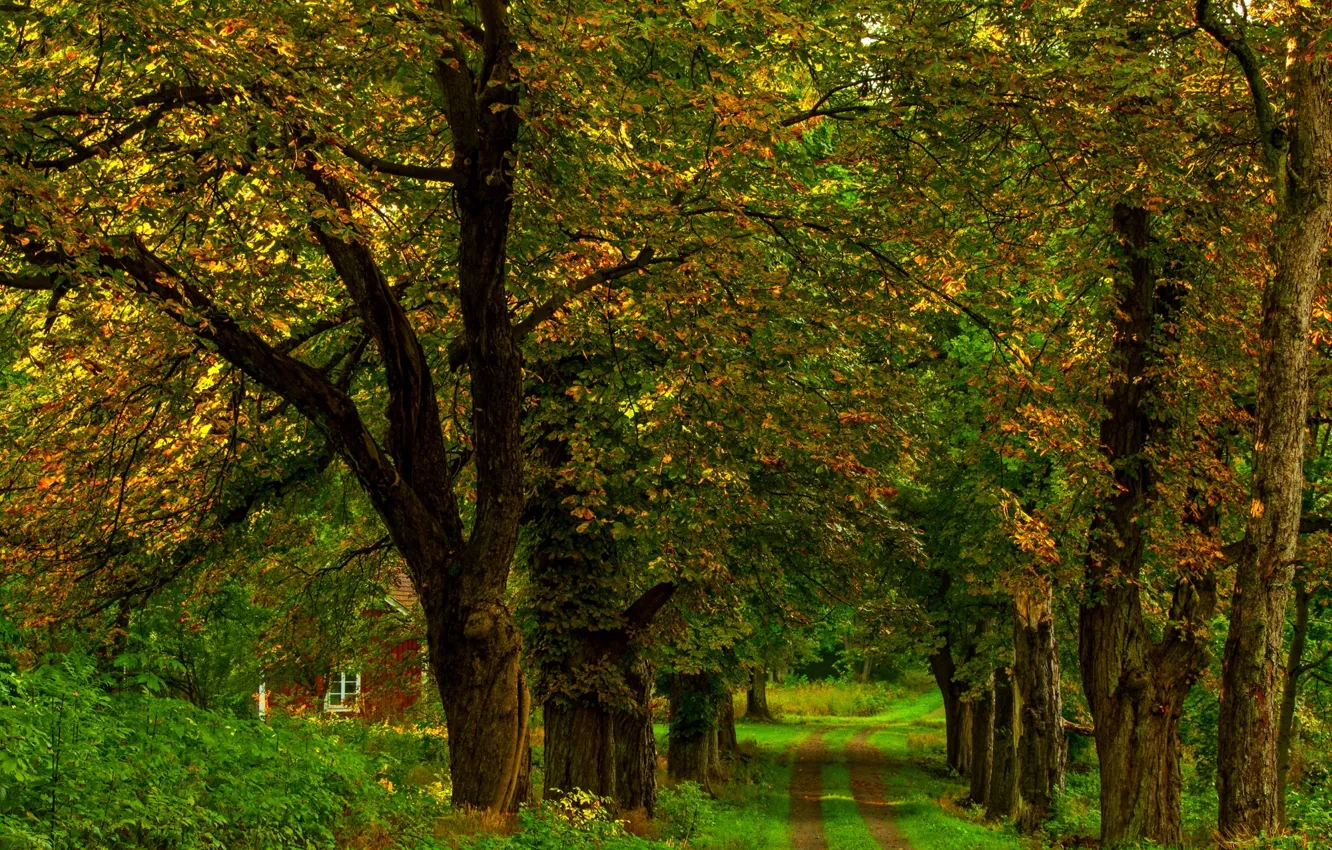 Photo wallpaper road, autumn, forest, grass, leaves, trees, nature, house