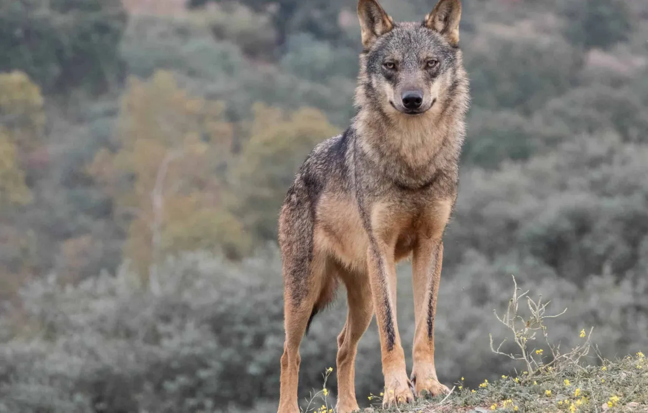 Photo wallpaper nature, Gray Wolf, face, animal, wolf, canis lupus, wildlife, head