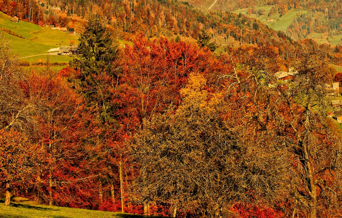 Photo wallpaper autumn, leaves, trees, mountains, paint, slope