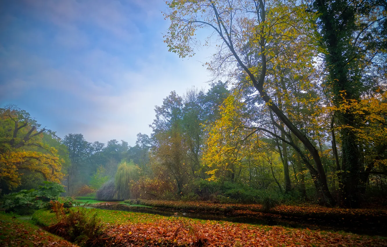 Photo wallpaper road, autumn, forest, the sky, trees, branches, Park, blue