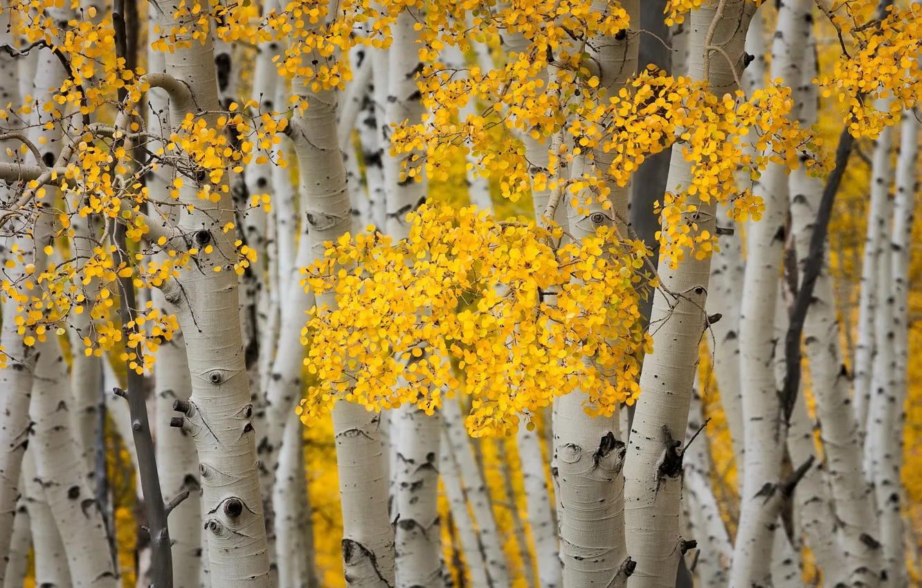 Photo wallpaper autumn, leaves, trees, grove, aspen