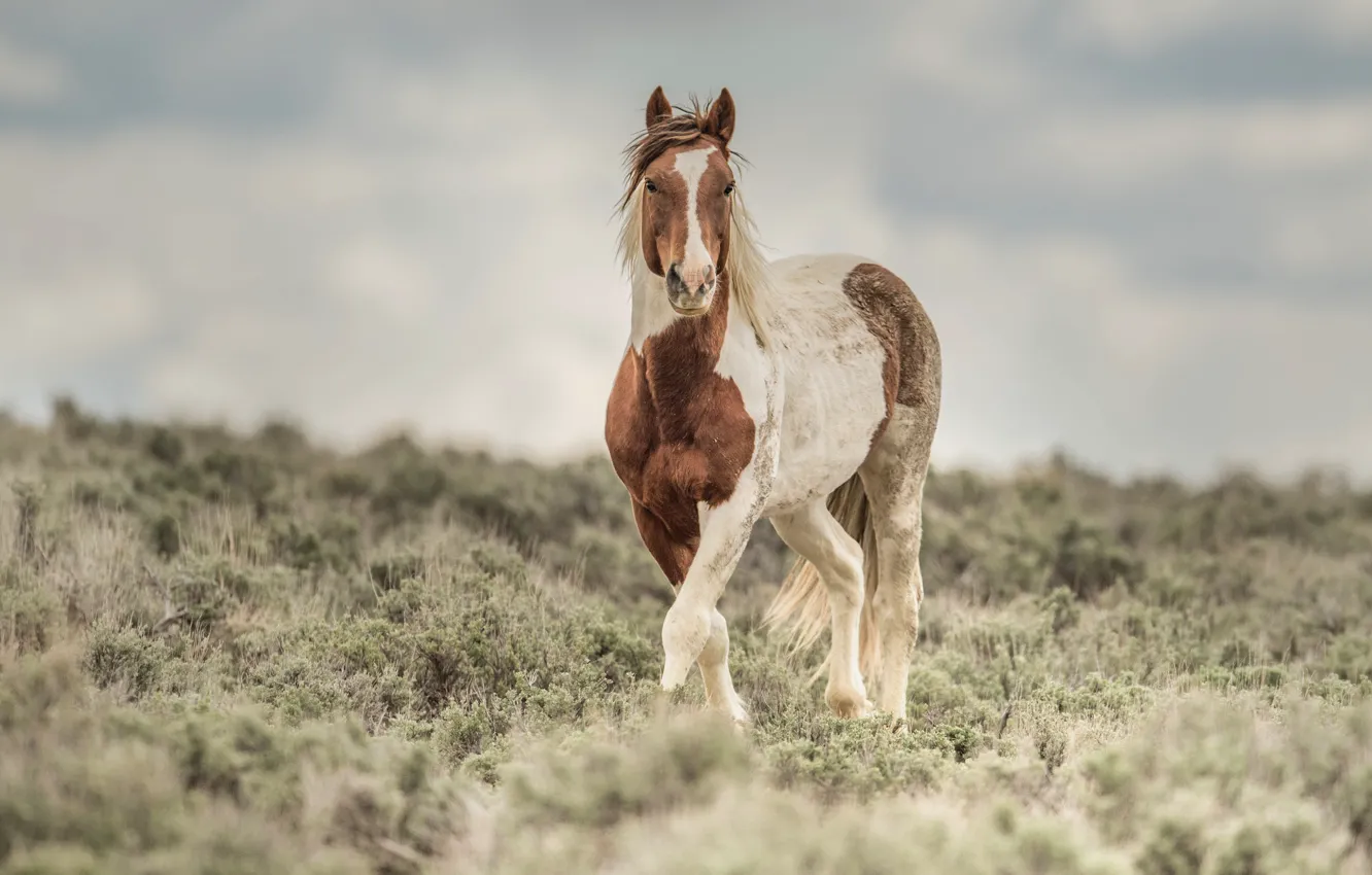 Photo wallpaper field, horse, vegetation, horse