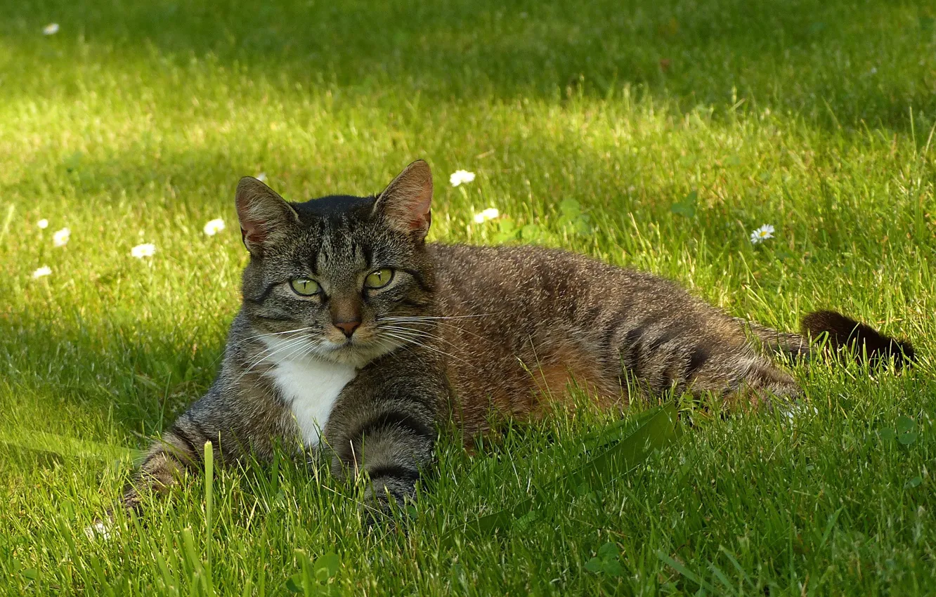 Photo wallpaper resting, tabby cat, lying in the grass