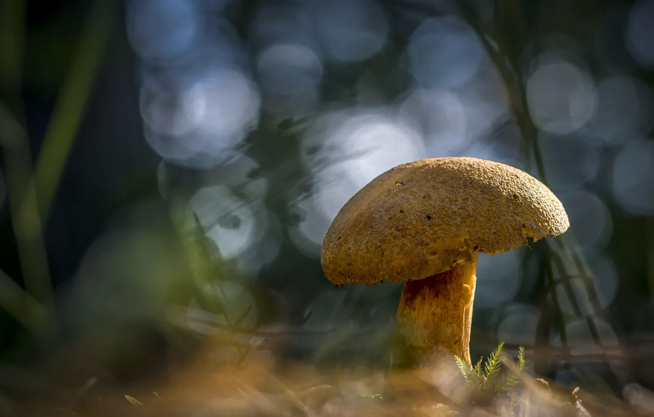 Photo wallpaper macro, nature, mushrooms, bokeh