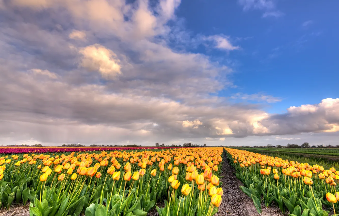 Photo wallpaper field, clouds, landscape, flowers, nature, tulips