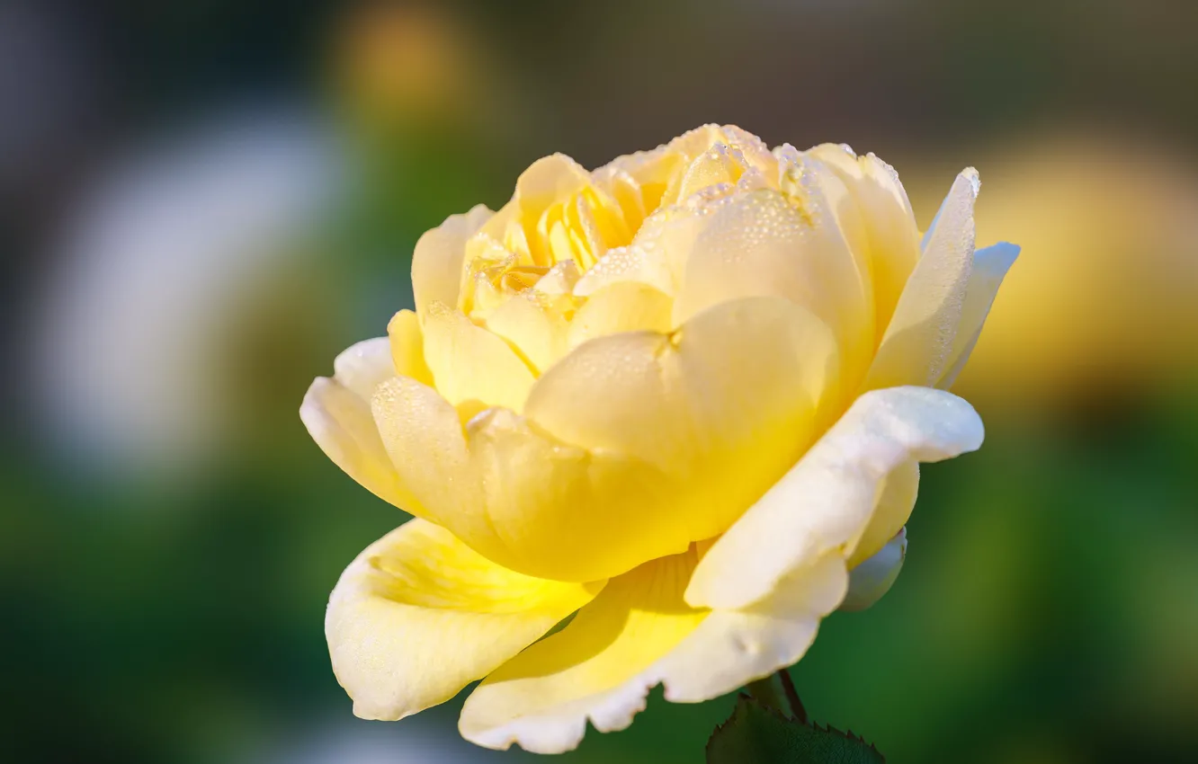 Photo wallpaper macro, flowers, yellow, roses
