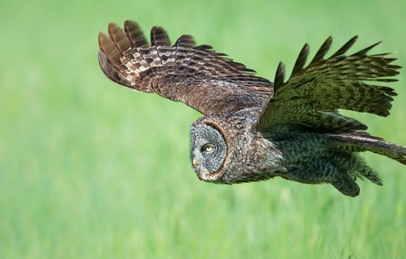 Photo wallpaper look, flight, grey, owl, bird, wings, feathers, green background
