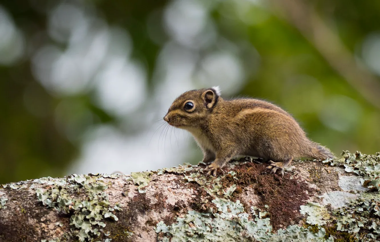 Photo wallpaper trees, rodent, gopher of Berdmore