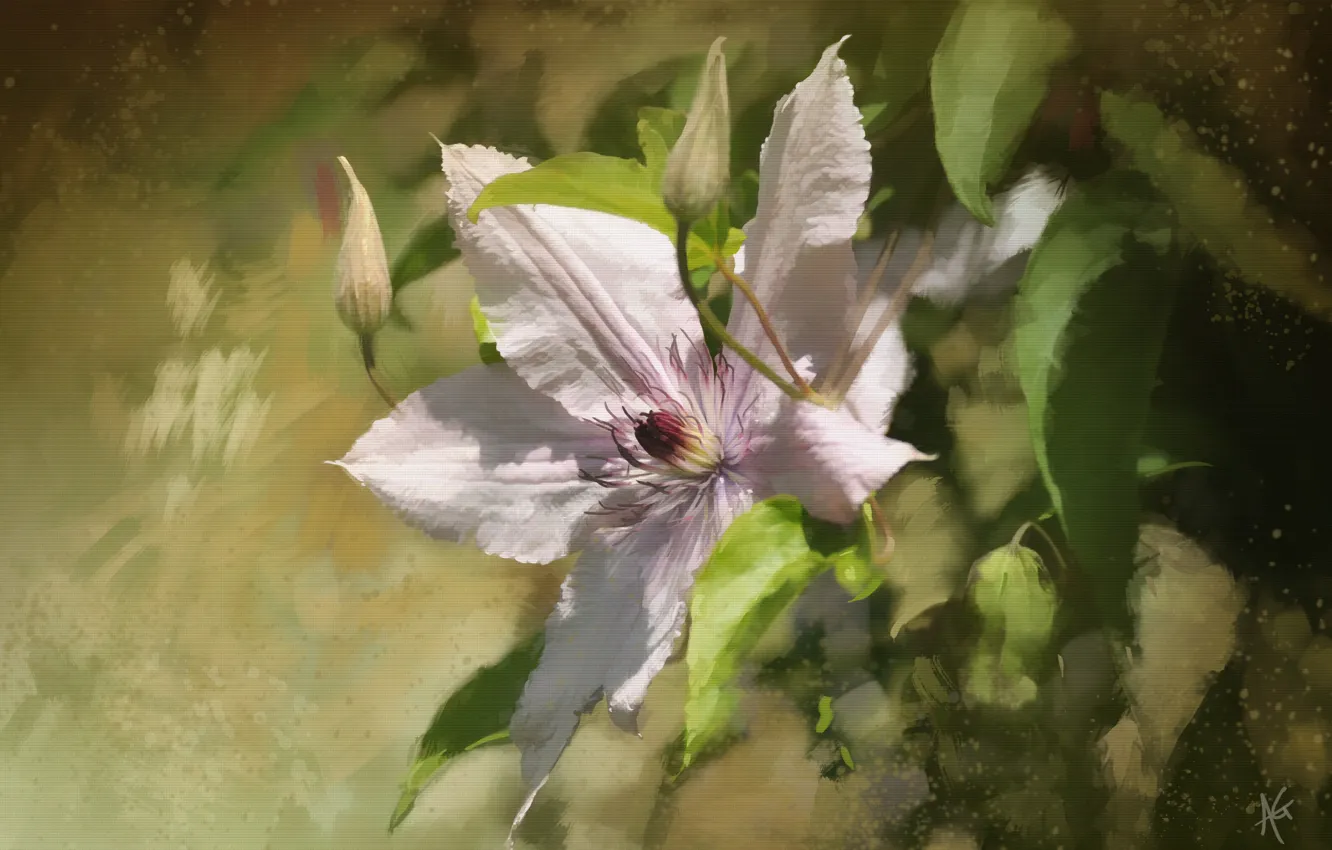 Photo wallpaper flowers, texture, clematis