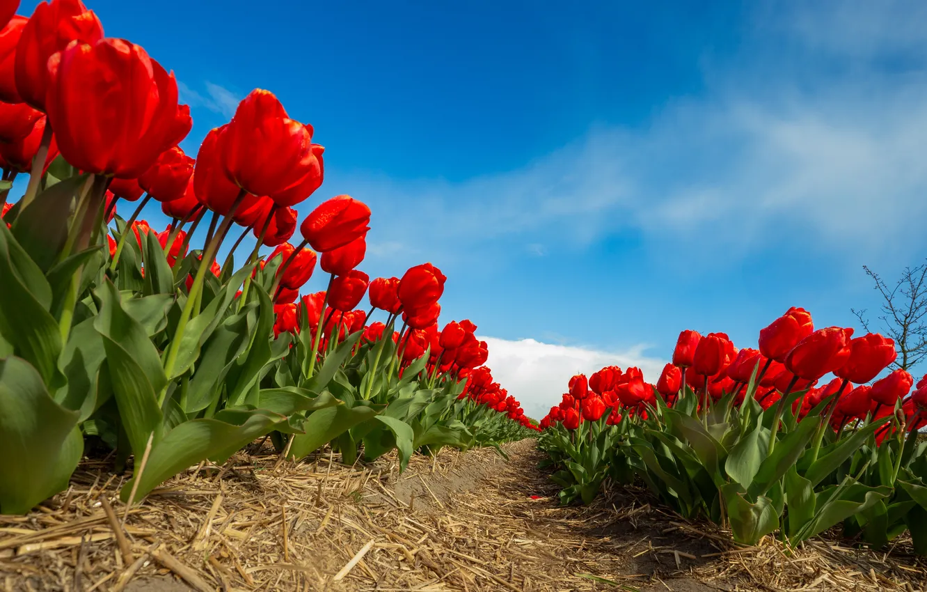 Photo wallpaper summer, flowers, tulips