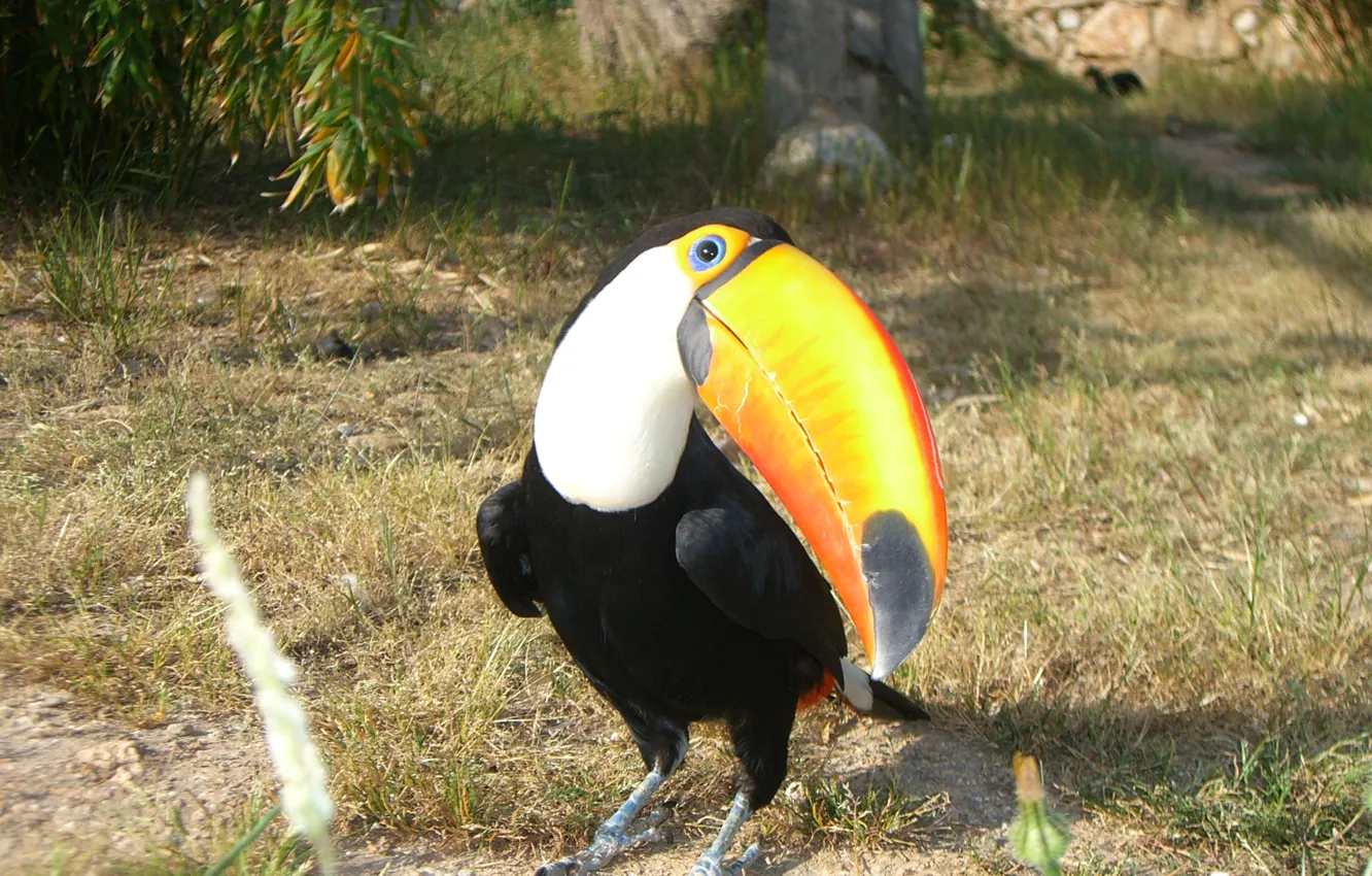 Photo wallpaper Bird, Toucan, Zoo