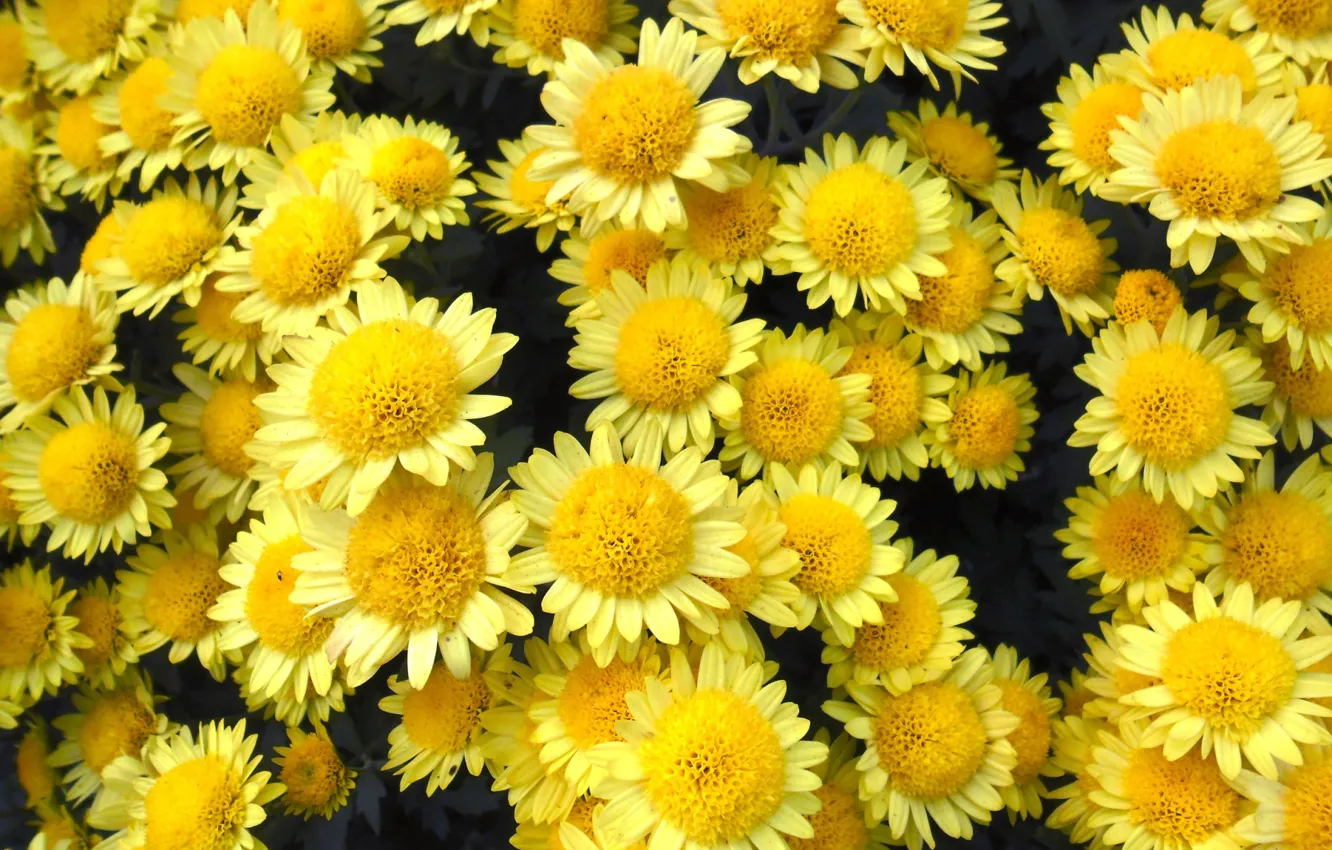 Photo wallpaper flowers, chrysanthemum, yellow