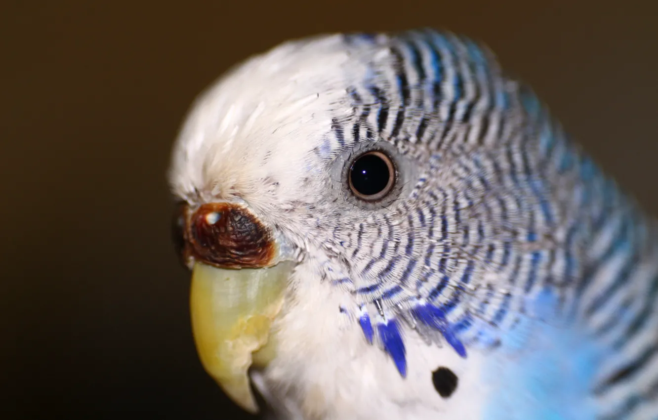 Photo wallpaper eyes, animal, parrot, wavy parrot