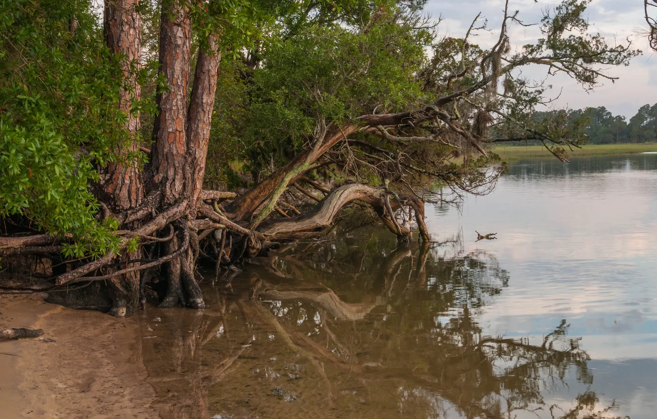 Photo wallpaper forest, trees, roots, lake