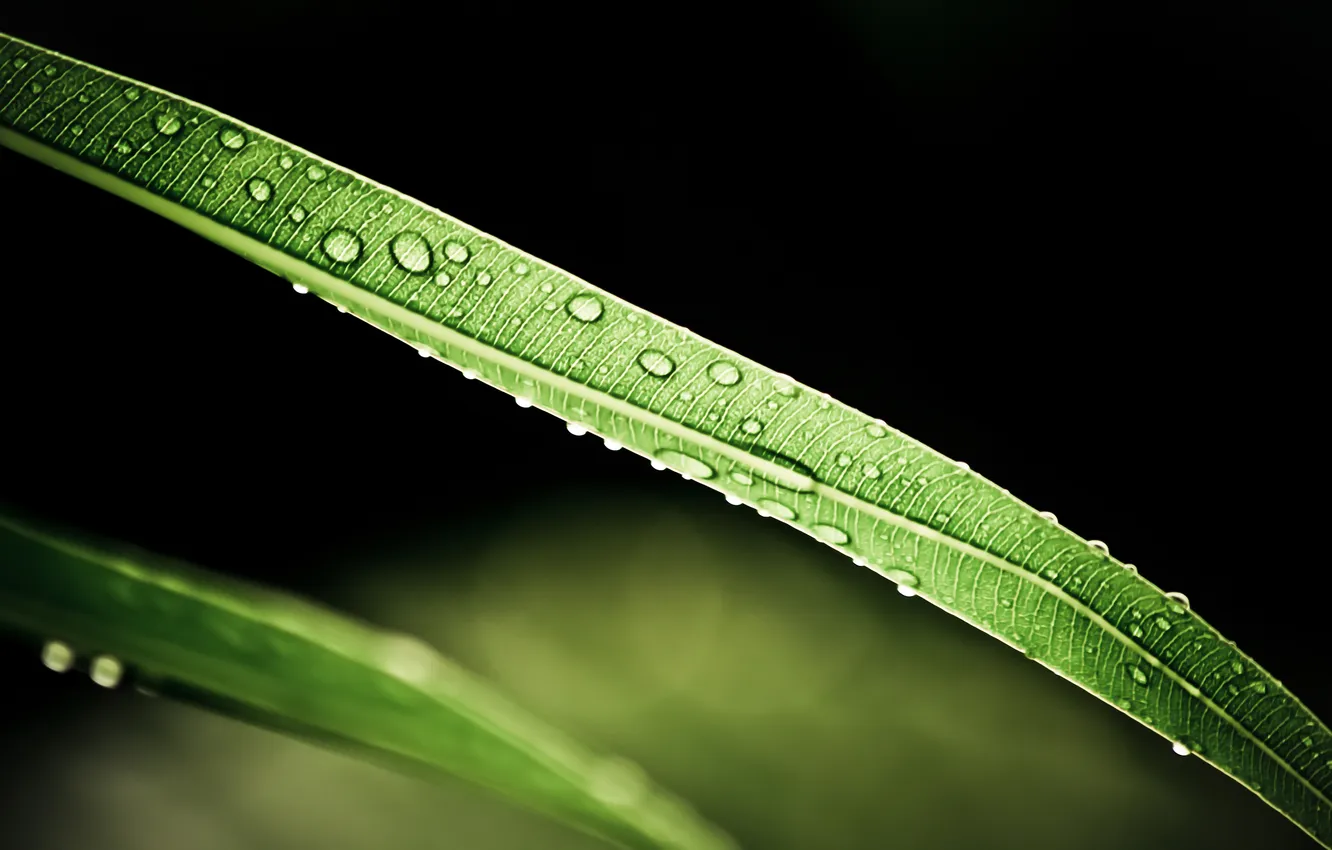 Photo wallpaper greens, drops, leaf, leaf