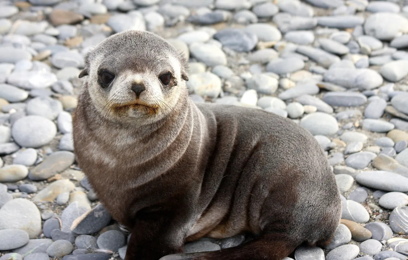 Photo wallpaper seal, baby, cub, Navy seal