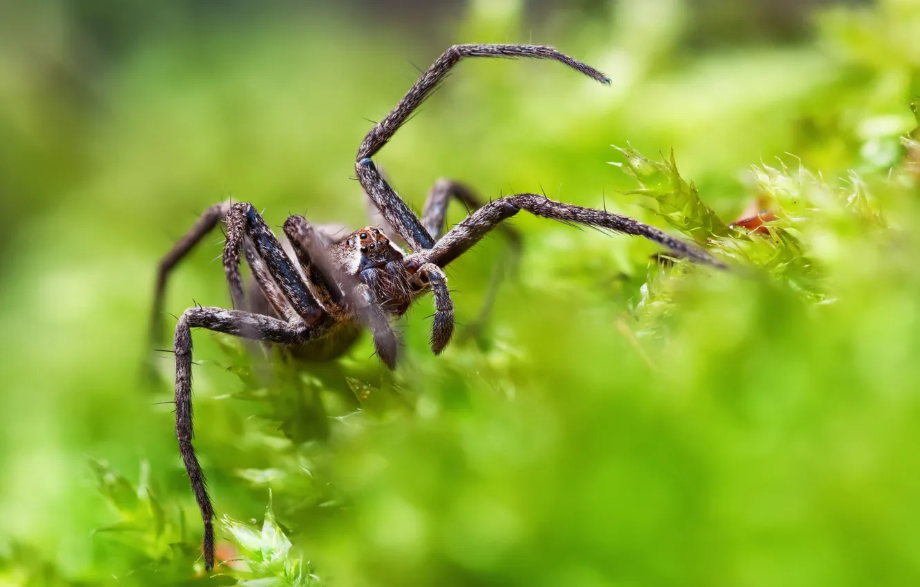 Photo wallpaper macro, nature, spider