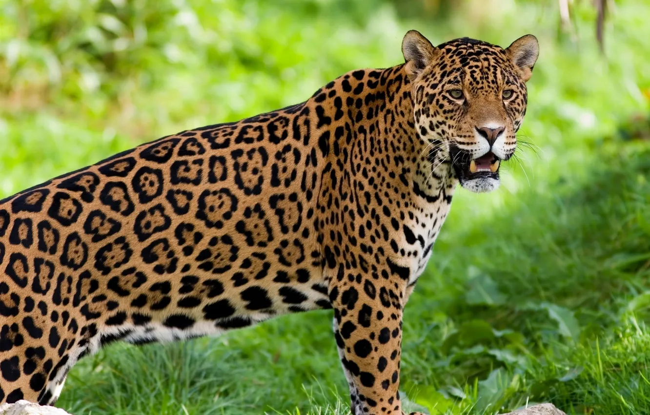Photo wallpaper look, Jaguar, observation