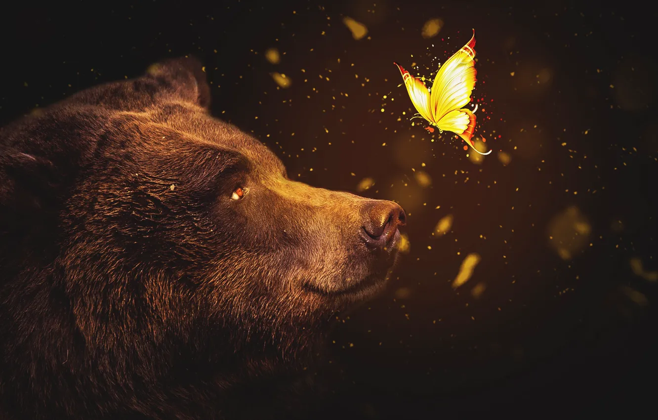 Photo wallpaper abstract, wallpaper, bear, butterfly, dreams, abstract animals, abstract background, wallpaper HD