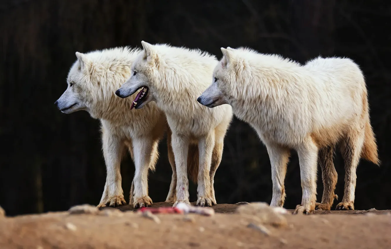 Photo wallpaper language, white, look, face, nature, pose, the dark background, wolf