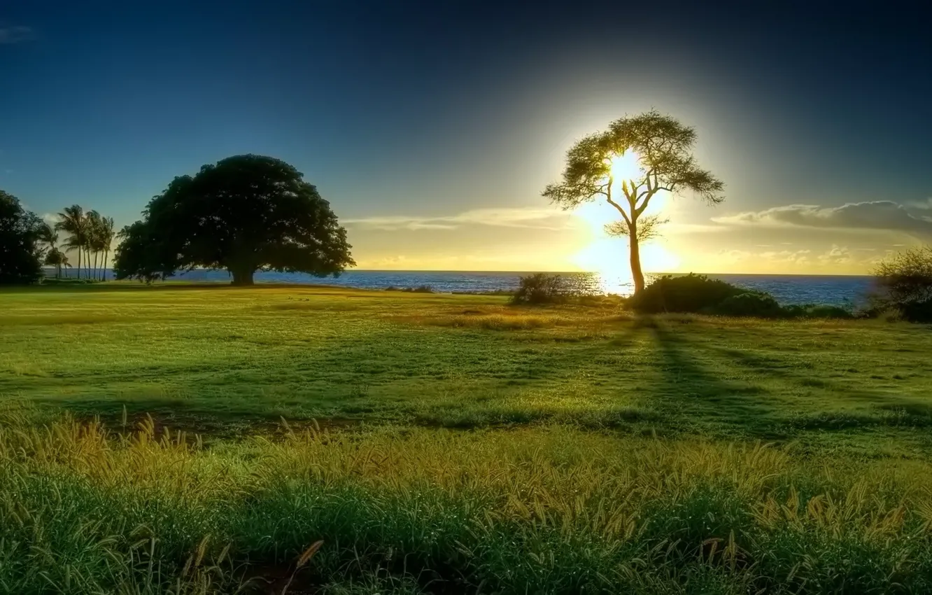 Photo wallpaper sea, the sun, tree, horizon, clearing