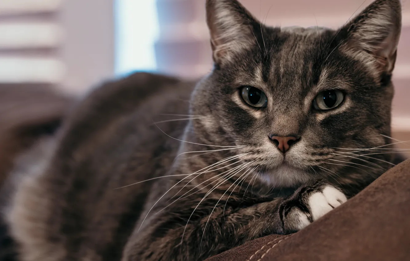 Photo wallpaper cat, cat, look, face, close-up, grey