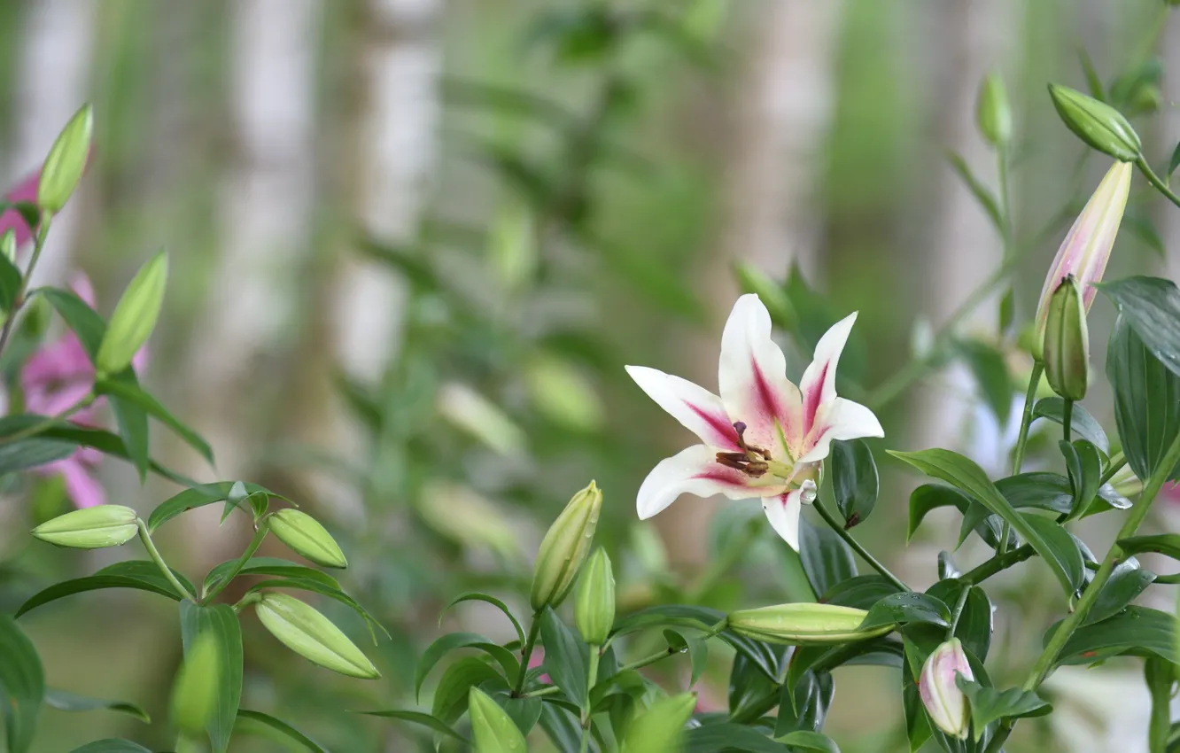 Photo wallpaper flowers, background, Lily, Burny