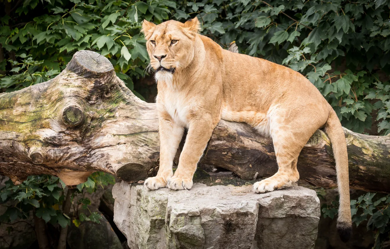 Photo wallpaper look, animal, stay, girl, beauty, lioness