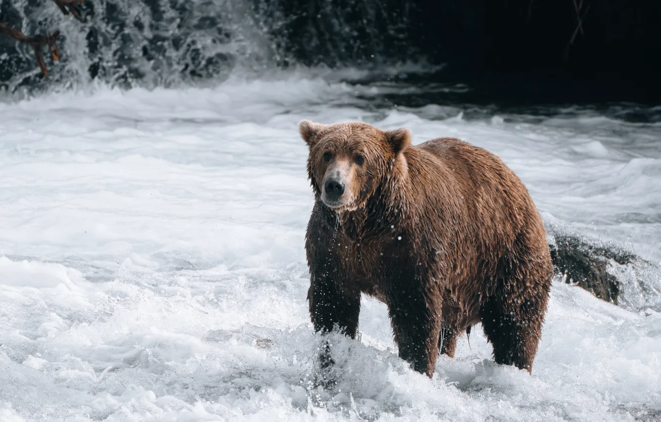 Photo wallpaper river, fishing, bear, bathing, pond