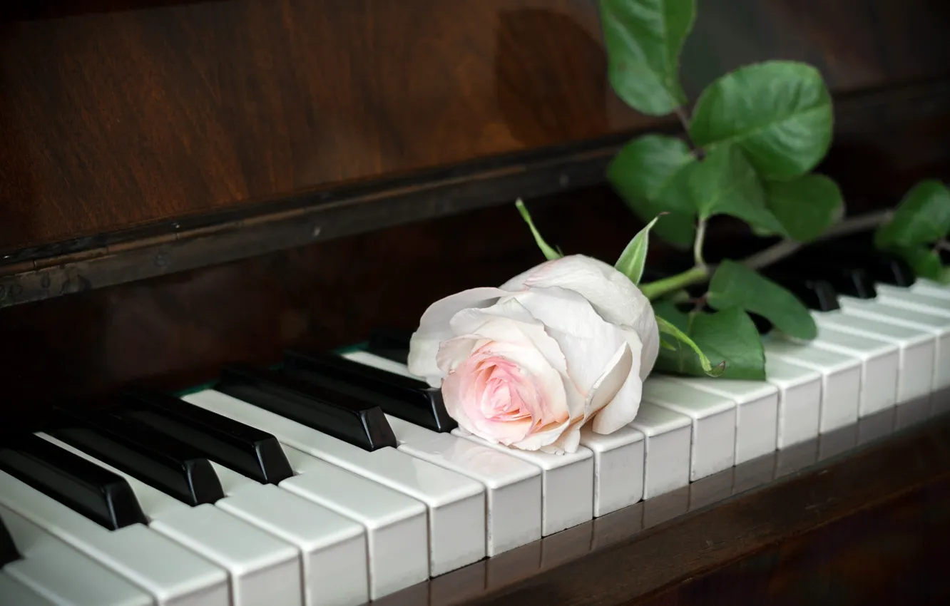 Photo wallpaper flowers, music, roses, keys, piano, piano, musical instrument