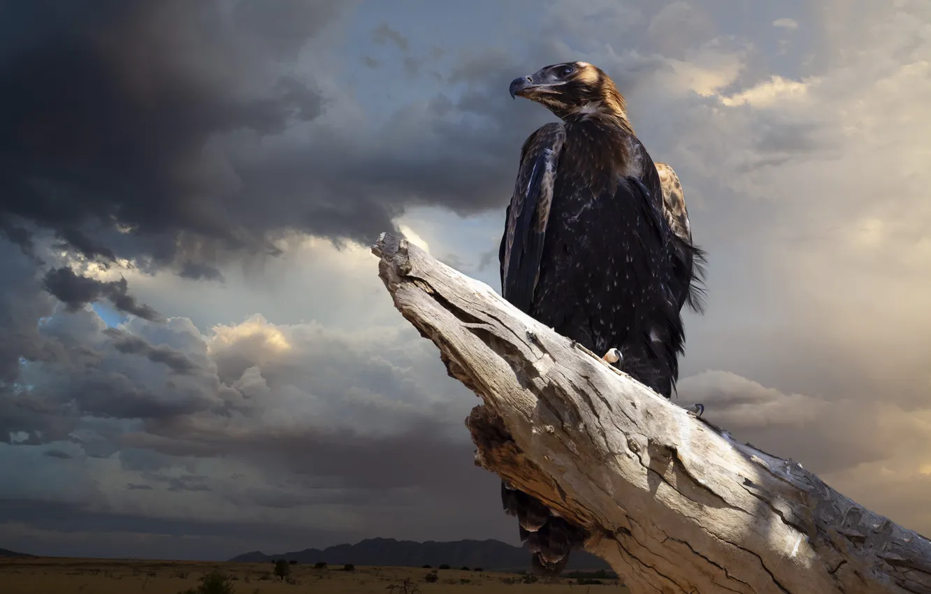 Photo wallpaper the sky, clouds, clouds, bird, eagle, stump, bitches, predatory