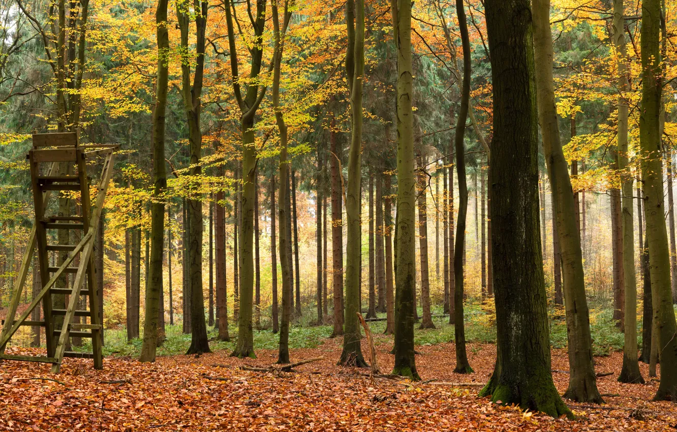 Photo wallpaper autumn, forest, leaves, trees, Park, yellow, ladder