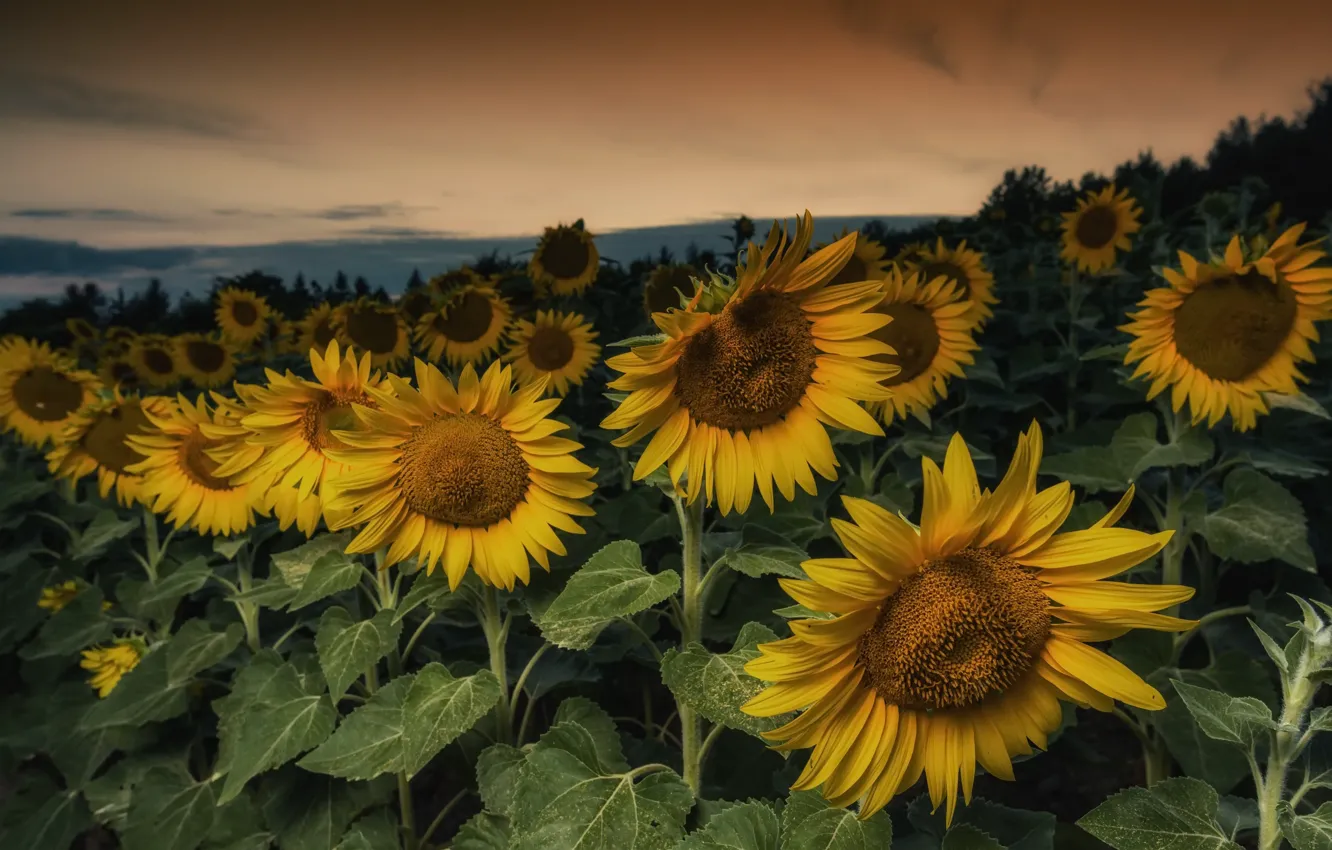 Photo wallpaper summer, sunflowers, the evening