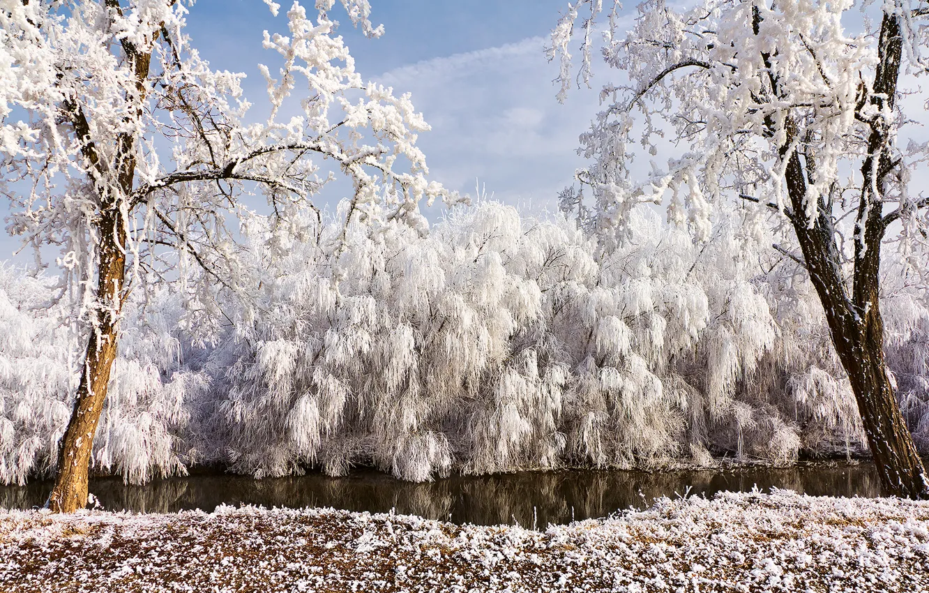 Photo wallpaper winter, frost, trees, nature, river, willow