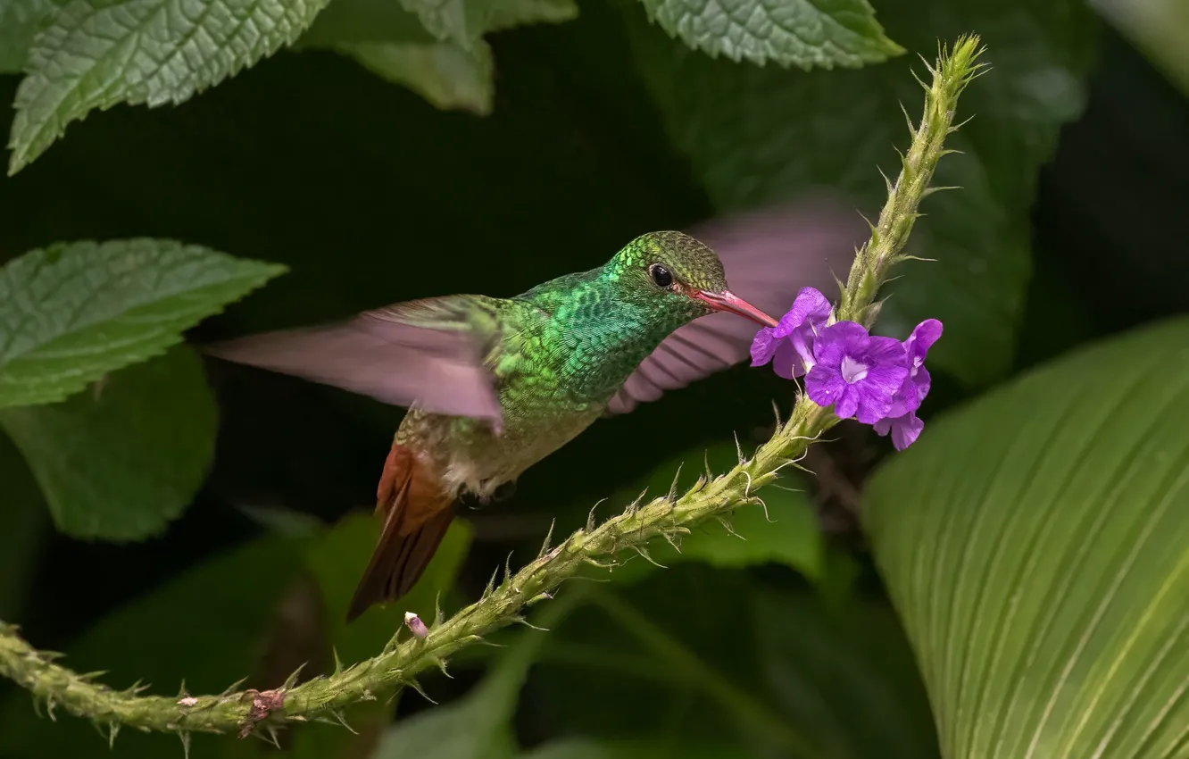 Photo wallpaper leaves, flight, flowers, bird, Hummingbird, lilac, meal