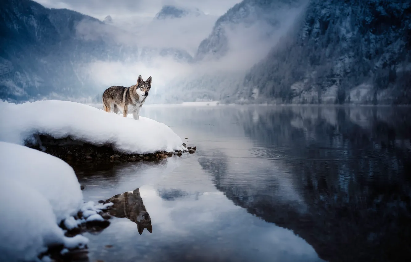 Photo wallpaper winter, forest, snow, mountains, fog, lake, reflection, shore