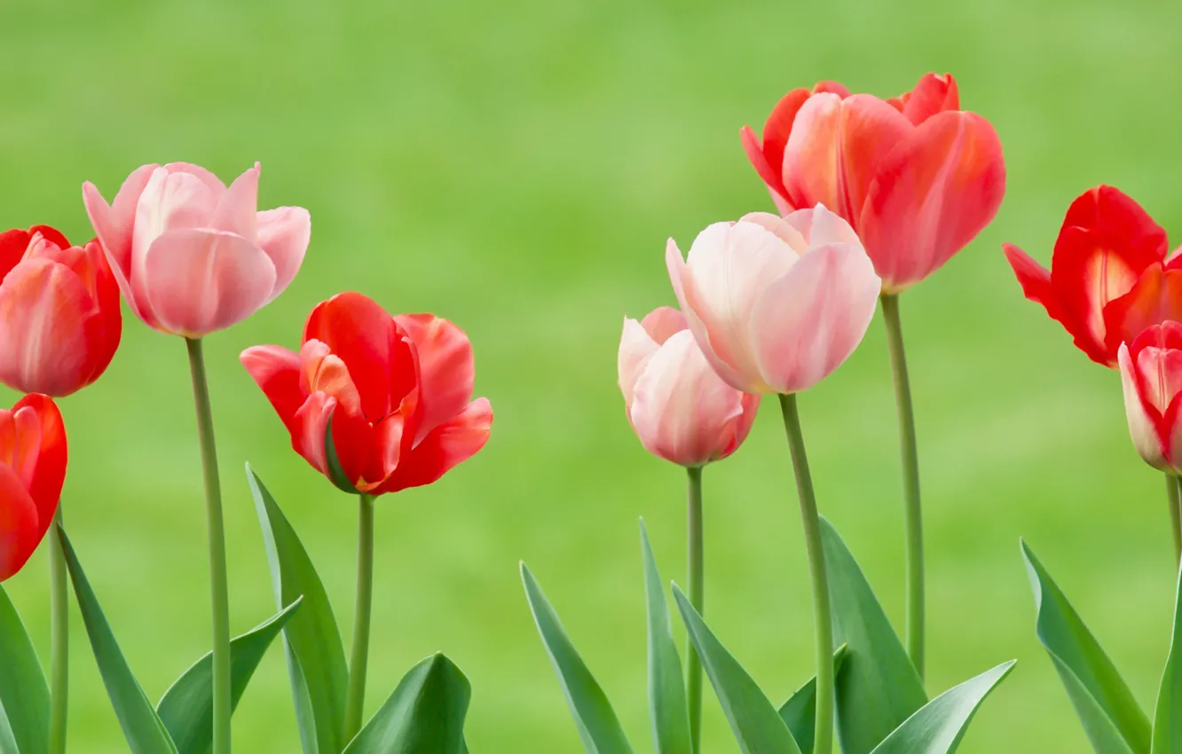 Photo wallpaper background, tulips, buds